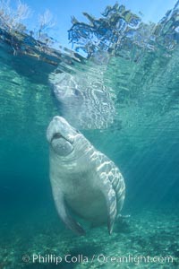 West Indian manatee at Three Sisters Springs, Florida, Trichechus manatus, Crystal River