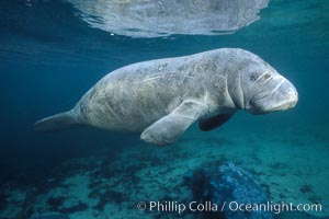 West Indian manatee at Three Sisters Springs, Florida, Trichechus manatus, Crystal River