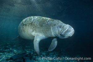 West Indian manatee at Three Sisters Springs, Florida, Trichechus manatus, Crystal River