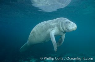 West Indian manatee at Three Sisters Springs, Florida, Trichechus manatus, Crystal River