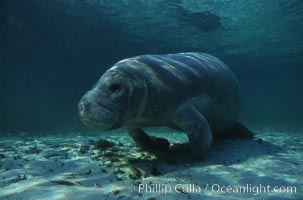 West Indian manatee, Trichechus manatus, Three Sisters Springs, Crystal River, Florida