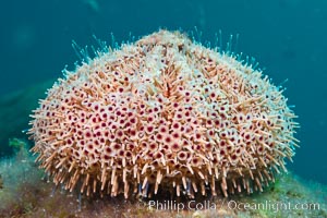 Flower sea urchin with pedicellariae visible, Toxopneustes roseus, Sea of Cortez
