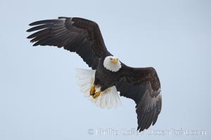 Bald eagle in flight, wings spread, Haliaeetus leucocephalus, Haliaeetus leucocephalus washingtoniensis, Kachemak Bay, Homer, Alaska