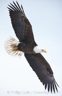 Bald eagle in flight, wing spread, soaring, Haliaeetus leucocephalus, Haliaeetus leucocephalus washingtoniensis, Kachemak Bay, Homer, Alaska