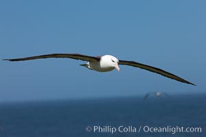 Black-browed albatross in flight, against a blue sky.  Black-browed albatrosses have a wingspan reaching up to 8', weigh up to 10 lbs and can live 70 years.  They roam the open ocean for food and return to remote islands for mating and rearing their chicks, Thalassarche melanophrys, Steeple Jason Island