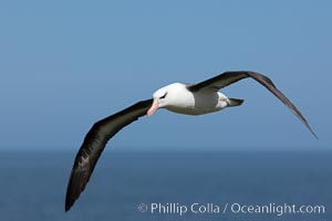 Black-browed albatross soaring in the air, near the breeding colony at Steeple Jason Island, Thalassarche melanophrys