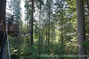 Suspension bridge in forest of Douglas fir and Western hemlock trees, Capilano Suspension Bridge, Vancouver, British Columbia, Canada