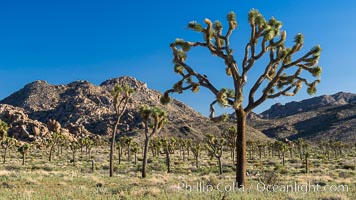 Forest of Joshua Trees, Joshua Tree National Park, California