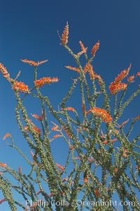 Flower detail on a blooming Ocotillo, springtime, Fouquieria splendens, Joshua Tree National Park, California