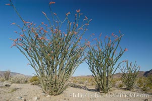 Ocotillo ablaze with springtime flowers. Ocotillo is a dramatic succulent, often confused with cactus, that is common throughout the desert regions of American southwest, Fouquieria splendens, Joshua Tree National Park, California