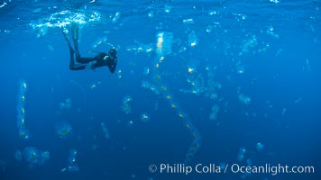 Freediving photographer in a cloud of salps, gelatinous zooplankton that drifts with open ocean currents, San Diego, California