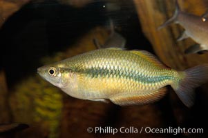 Unidentified freshwater fish, perhaps a rainbowfish