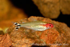 Unidentified freshwater fish