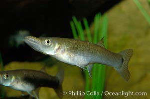 Unidentified freshwater fish