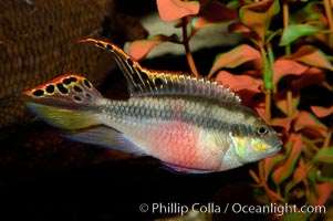 Unidentified freshwater fish