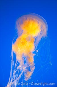 Egg-yolk jellyfish, fried egg jelly, Phacellophora camtschatica