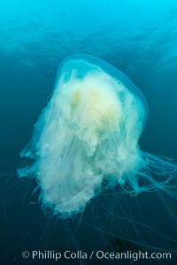 Fried-egg jellyfish, drifting through the open ocean, San Clemente Island