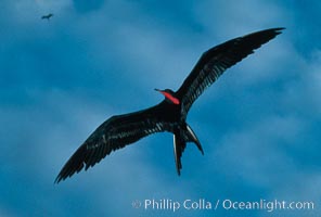 Frigate bird, male, Fregata, Floreana Island