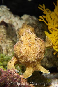 Frogfish, unidentified species.  The frogfish is a master of camoflage, lying in wait, motionless, until prey swims near, then POW lightning quick the frogfish gulps it down