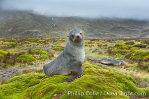 Antarctic fur seal on grassy mounds found along the shoreline of Stromness Bay, Arctocephalus gazella, Stromness Harbour