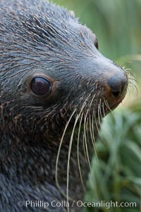 Antarctic fur seal, adult male (bull), showing distinctive pointed snout and long whiskers that are typical of many fur seal species, Arctocephalus gazella, Fortuna Bay