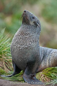 Antarctic fur seal, Arctocephalus gazella, Fortuna Bay