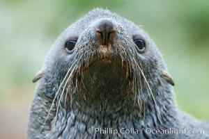 Antarctic fur seal, adult male (bull), showing distinctive pointed snout and long whiskers that are typical of many fur seal species, Arctocephalus gazella, Fortuna Bay