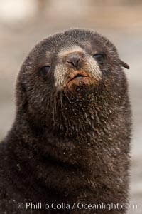 Antarctic fur seal, young pup, juvenile, Arctocephalus gazella, Fortuna Bay