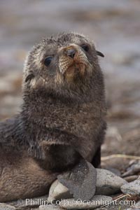 Antarctic fur seal, young pup, juvenile, Arctocephalus gazella, Fortuna Bay