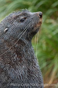 Antarctic fur seal, adult male (bull), showing distinctive pointed snout and long whiskers that are typical of many fur seal species, Arctocephalus gazella, Fortuna Bay