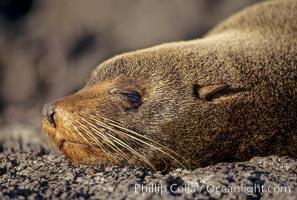 Galapagos fur seal, Arctocephalus galapagoensis, James Island