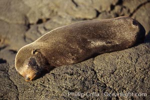 Galapagos fur seal, Arctocephalus galapagoensis, James Island