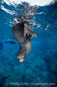 Galapagos fur seal, Arctocephalus galapagoensis, Darwin Island