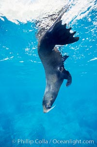 Galapagos fur seal warily adopts a head-down position to watch for predators as it rests in the water, Arctocephalus galapagoensis, Darwin Island