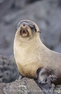 Galapagos fur seal, Arctocephalus galapagoensis, James Island