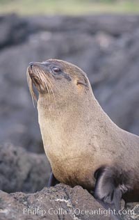 Galapagos fur seal, Arctocephalus galapagoensis, James Island