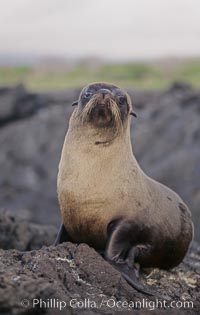 Galapagos fur seal, Arctocephalus galapagoensis, James Island