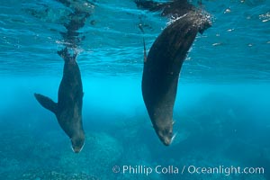 Galapagos fur seals,  Darwin Island, Arctocephalus galapagoensis