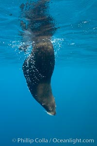 Galapagos fur seal,  Darwin Island, Arctocephalus galapagoensis