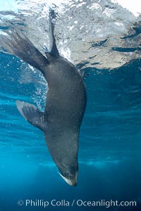 Galapagos fur seal,  Darwin Island, Arctocephalus galapagoensis