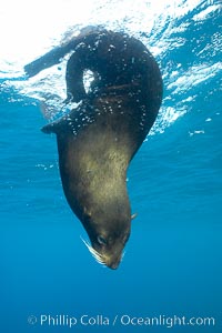 Galapagos fur seal,  Darwin Island, Arctocephalus galapagoensis
