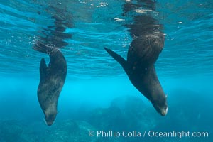Galapagos fur seals,  Darwin Island, Arctocephalus galapagoensis