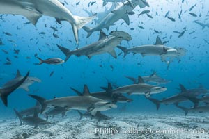 Hammerhead sharks, schooling, black and white / grainy, Sphyrna lewini, Darwin Island