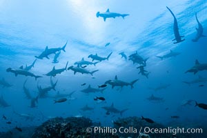 Hammerhead sharks, schooling, black and white / grainy, Sphyrna lewini, Wolf Island