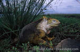 Galapagos land iguana, Conolophus subcristatus, South Plaza Island