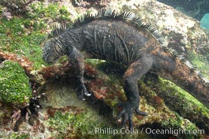 Marine iguana, underwater, forages for green algae that grows on the lava reef, Amblyrhynchus cristatus, Bartolome Island