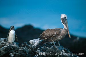 Galapagos penguin and brown pelican, Pelecanus occidentalis, Spheniscus mendiculus, James Island