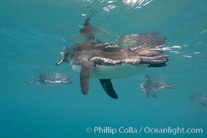 Galapagos penguin, underwater, swimming.  Bartolome Island, Spheniscus mendiculus