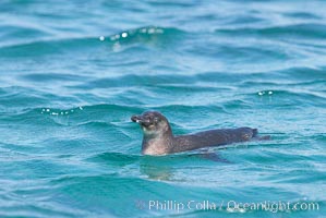 Galapagos penguin swimming.  Galapagos penguins are the northernmost species of penguin. Punta Albemarle, Spheniscus mendiculus, Isabella Island