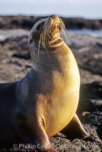 Galapagos sea lion, Zalophus californianus wollebacki, Zalophus californianus wollebaeki, James Island